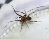 Larinioides sp.
